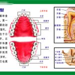 The Structure and Function of Teeth: A Comprehensive Guide