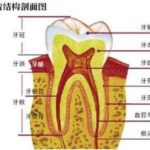 Understanding Periodontal Tissues: Structure, Function, and Health Implications